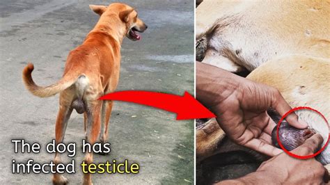 vet wrong about dropped teste|retained testicles in dogs pictures.